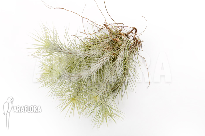 Tillandsia funckiana ‚L‘
