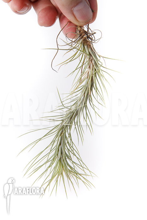 Tillandsia funckiana ‚L‘
