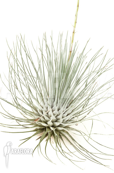 Tillandsia gracilis
