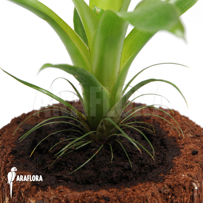 Tillandsia heterophylla