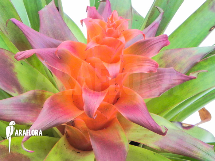 Tillandsia imperialis