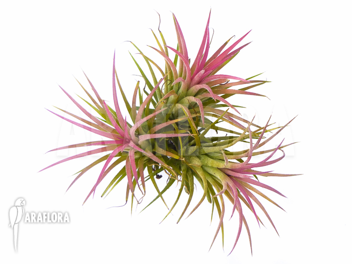 Tillandsia ionantha