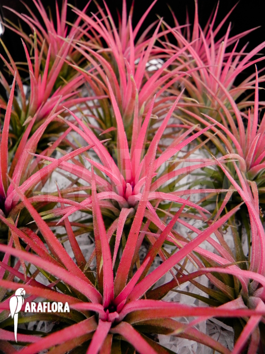 Tillandsia ionantha assorted