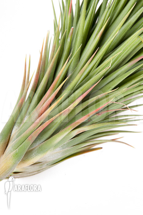 Tillandsia ionantha fuego type