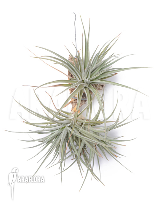 Tillandsia ixioides