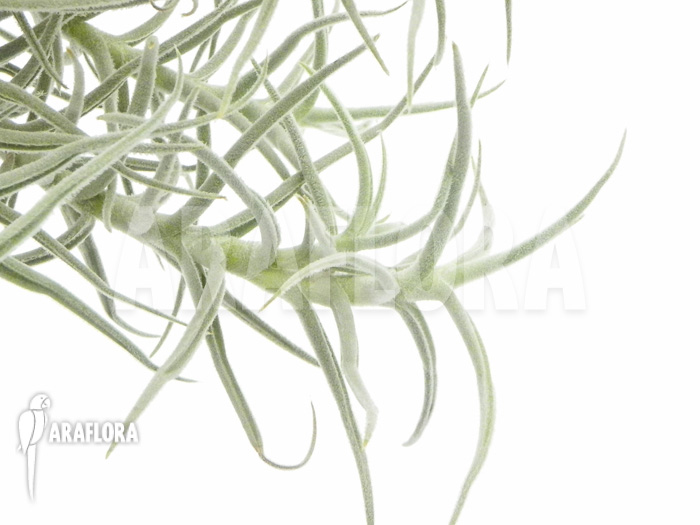 Tillandsia landbeckii S