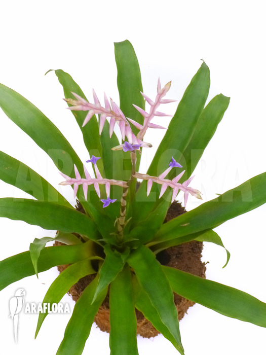 Tillandsia laxissima