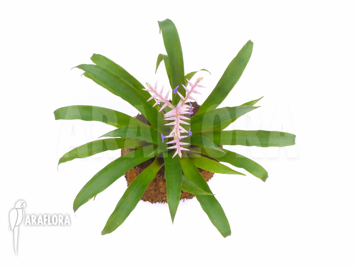 Tillandsia laxissima