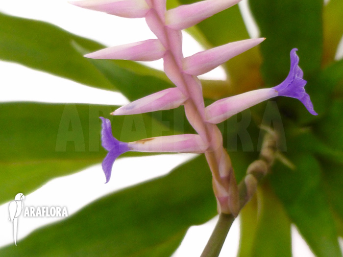 Tillandsia laxissima detail