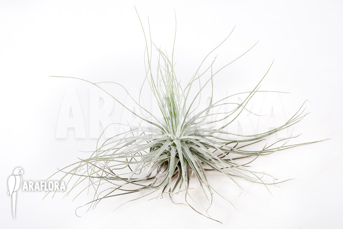 Tillandsia magnusiana‘ starter‘