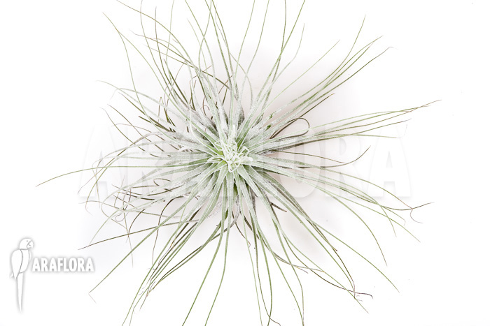 Tillandsia magnusiana‘ starter‘