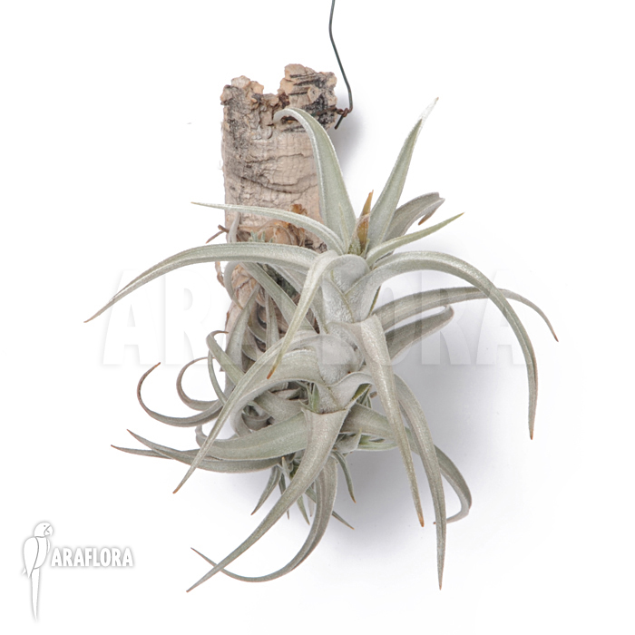 Tillandsia muhriae