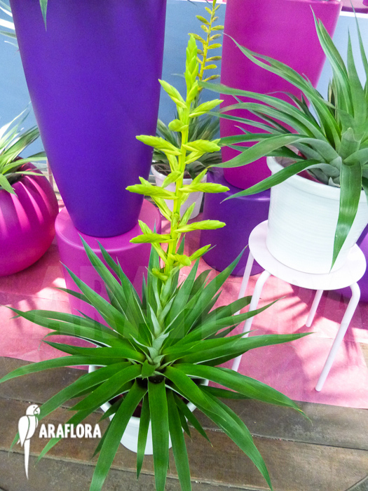 Tillandsia oerstediana