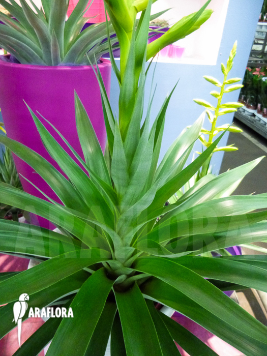 Tillandsia-oerstediana-6