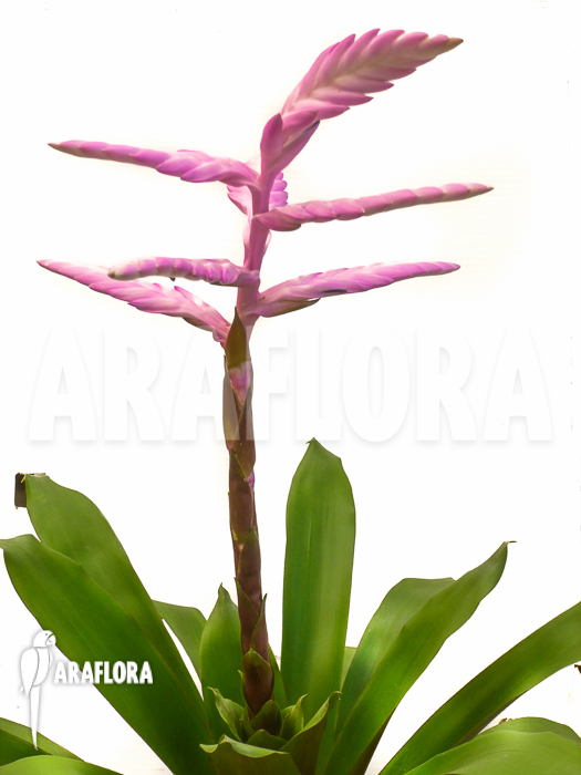 Tillandsia platyrhachis