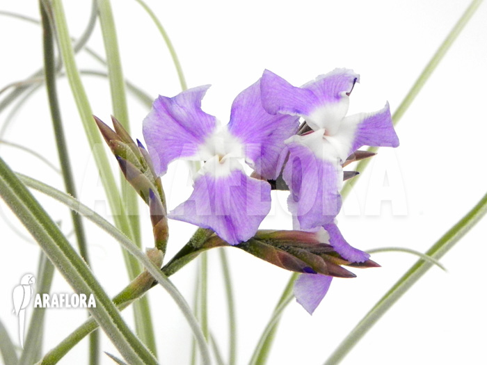 Tillandsia straminea flower
