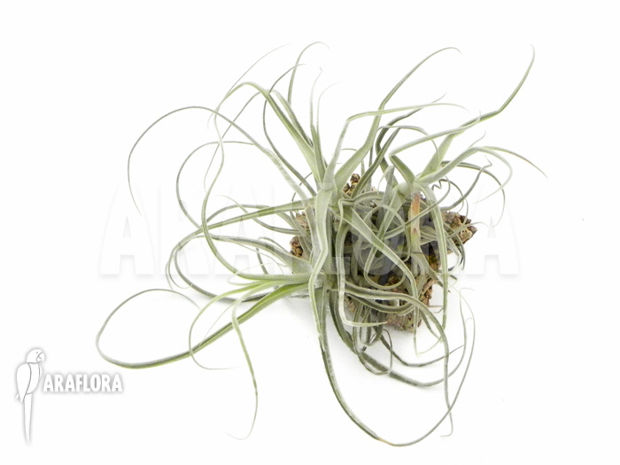 Tillandsia streptocarpa