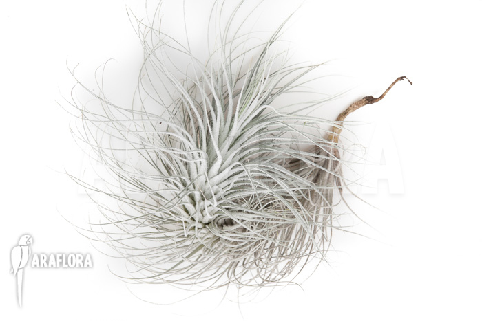 Tillandsia tectorum