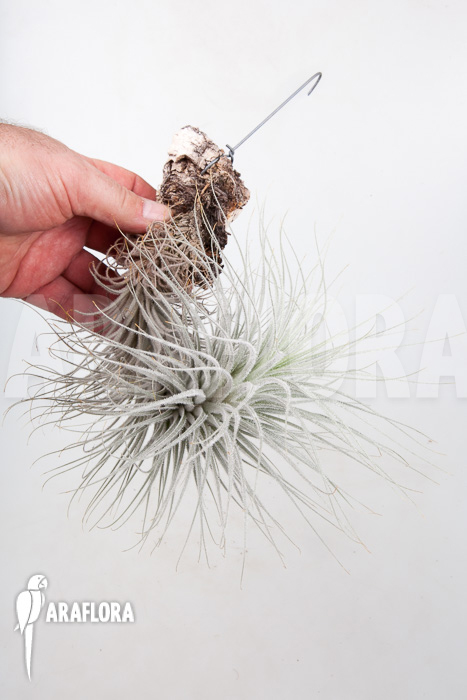 Tillandsia tectorum ‚L‘
