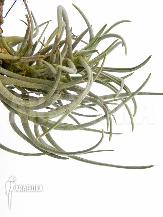 Tillandsia tortilis
