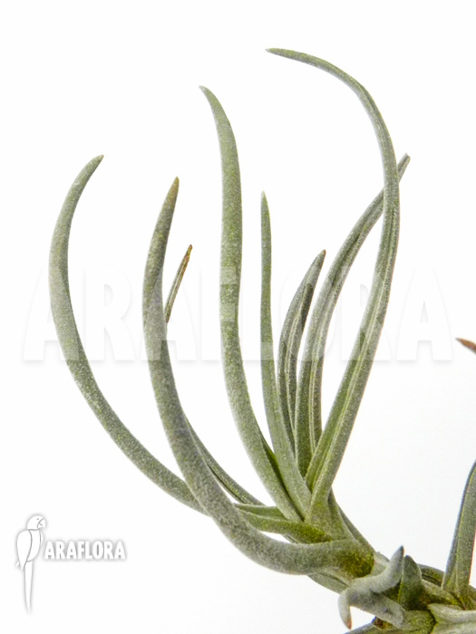 Tillandsia tortilis