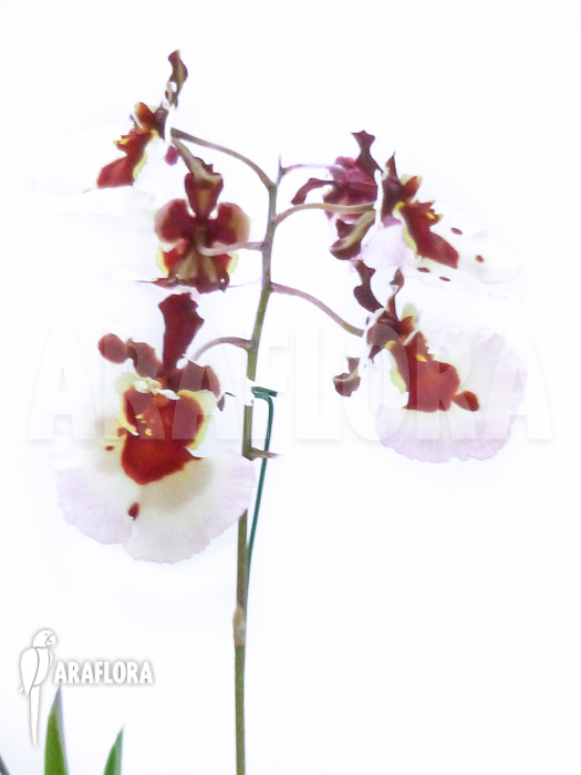 Tolumnia x Brown Sugar