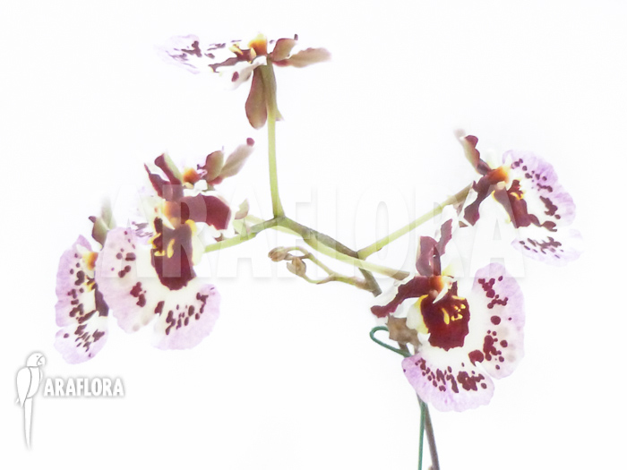 Tolumnia x Purple Rain