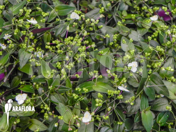 Tradescantia geniculata