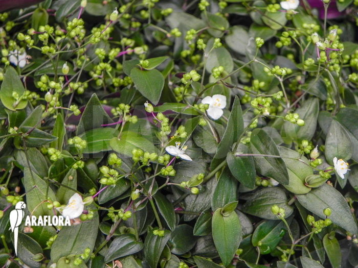 Tradescantia geniculata