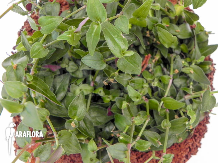 Tradescantia multiflora ‚Tahitian bridal veil‘