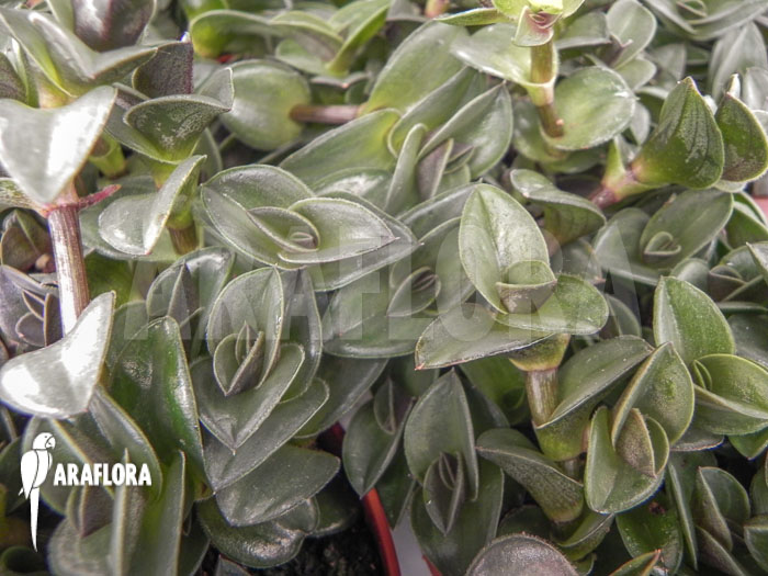 Tradescantia navicularis