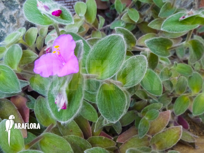 Tradescantia sillamontana