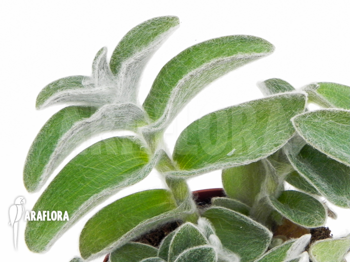 Tradescantia sillamontana