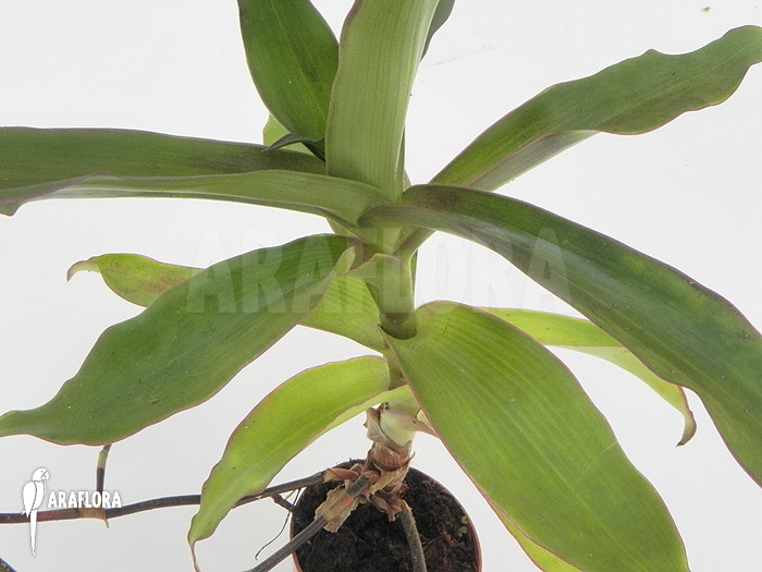 Tradescantia spathacea