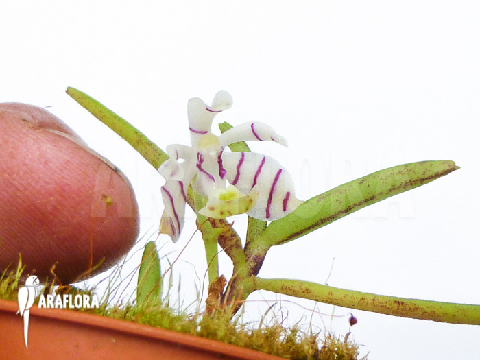 Trichoglottis pusilla