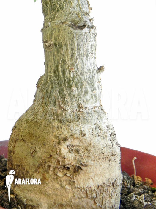 Uncarina grandidieri