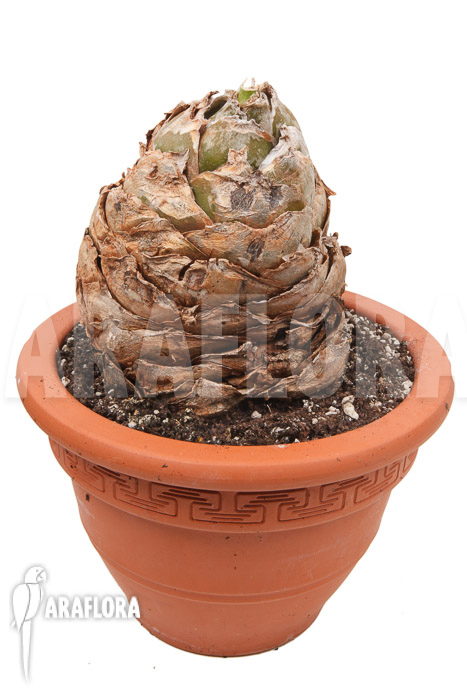 Urginea altissima ‚XL‘