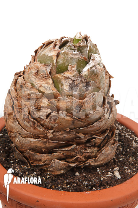 Urginea altissima ‚XL‘