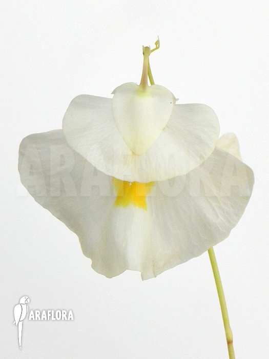Utricularia alpina flower