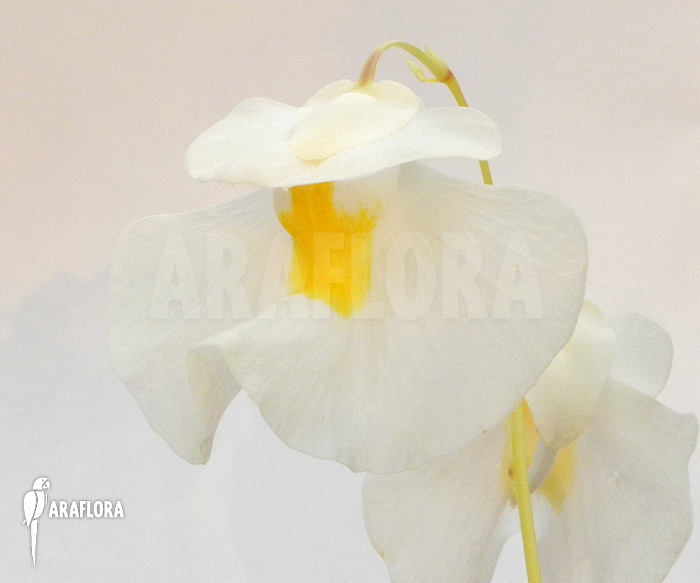Utricularia alpina ‚Flower‘