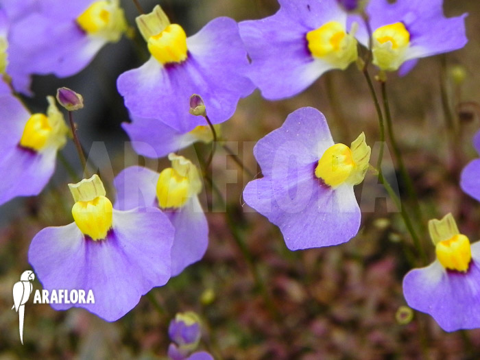 Utricularia bisquamata Flower