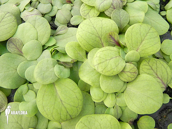 Utricularia calycifida ‚Gran Sabana‘