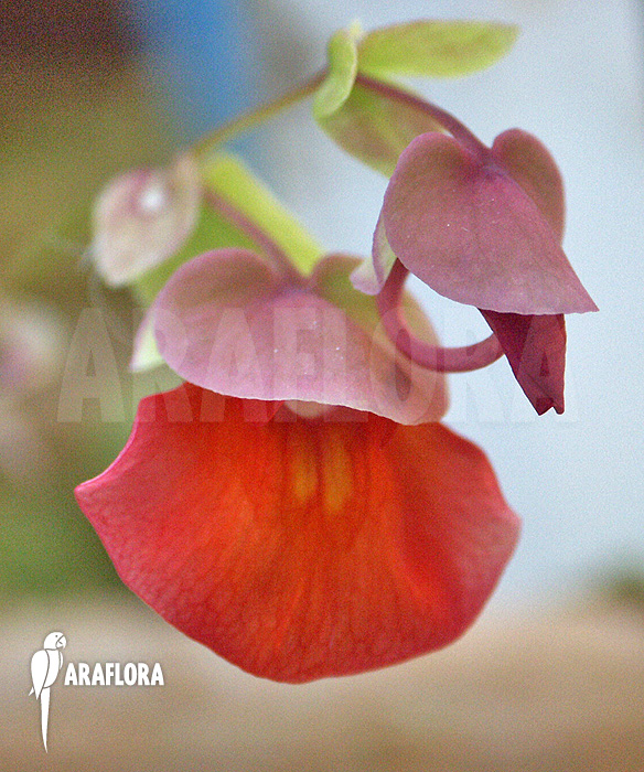 Utricularia campbelliana