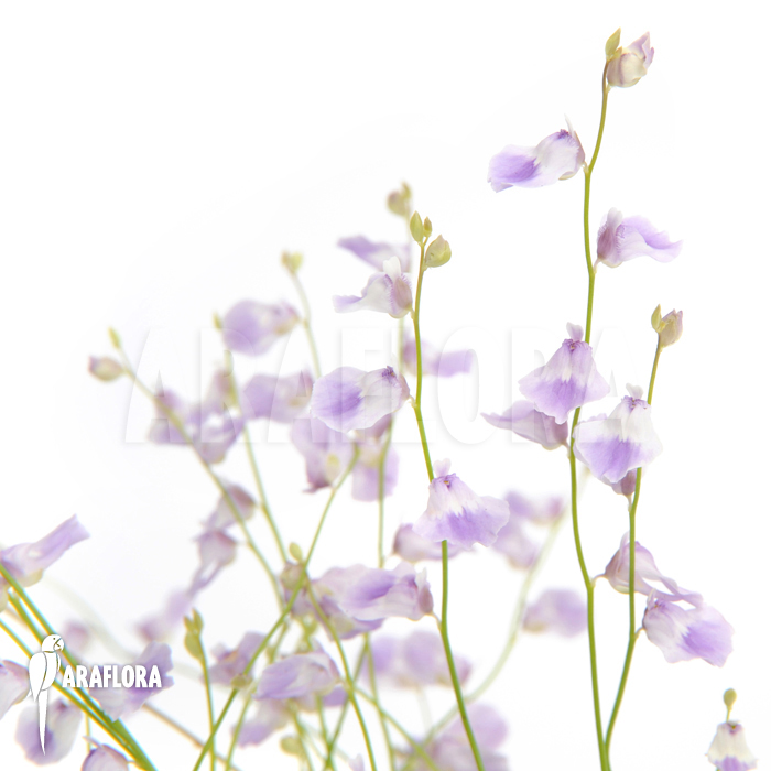 Utricularia livida flower