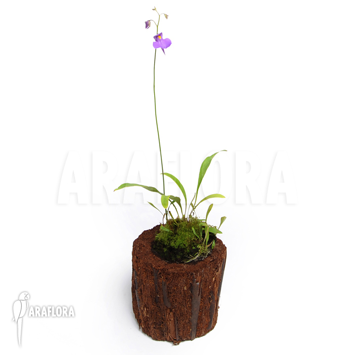 Utricularia longifolia