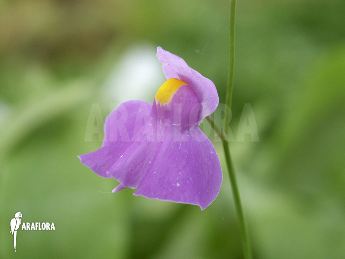 Utricularia longifolia Flower