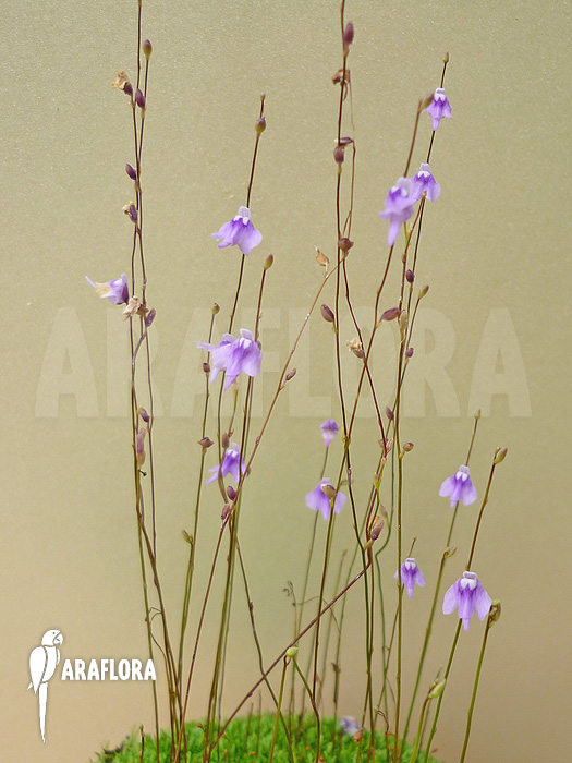 Utricularia minutissima