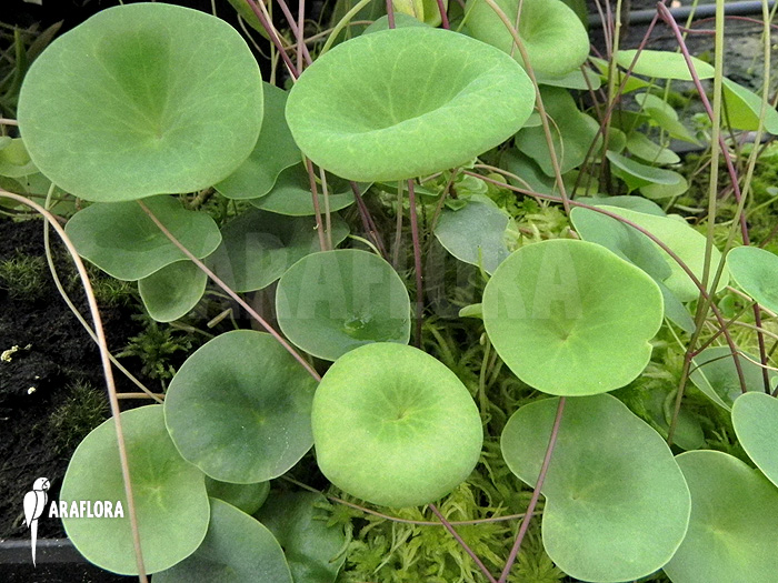 Utricularia nelumbifolia