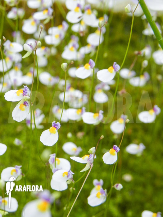 Utricularia parthenopipes