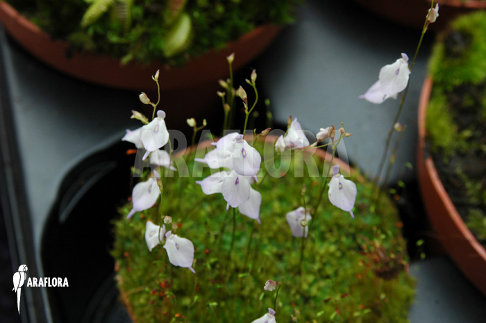 Utricularia pubescens ‚Serra Araca‘